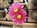 Echinocereus reichenbachii